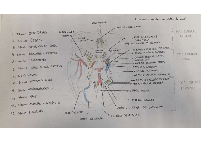 Miniatura del documento Dibujo-Prada-BASE-DEL-CRANEO.pdf