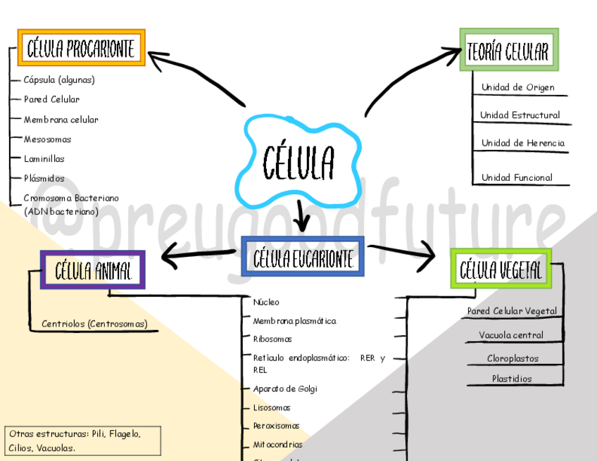 Miniatura del documento Esquema-Celula.pdf