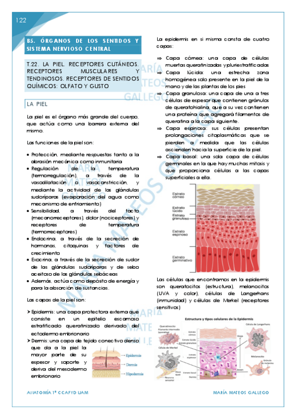 Miniatura del documento Temas 22-29. BLOQUE 9 Organos de los sentidos y sistema nervioso central. .pdf