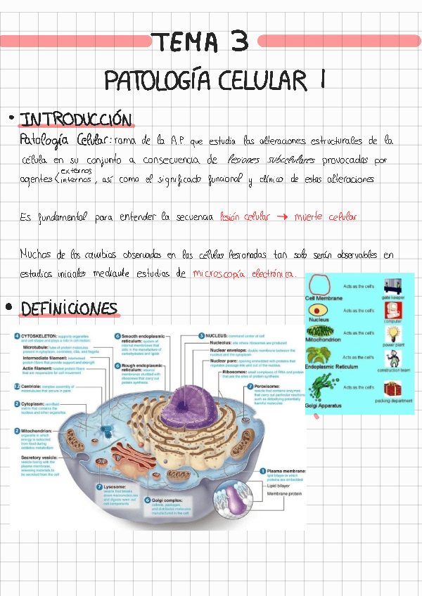 Miniatura del documento TEMA-3-ANATOMIA-PATOLOGICA231117200009.pdf