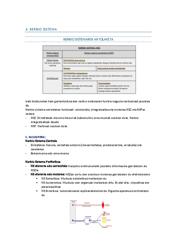 Miniatura del documento 4.-Nerbio-sistema.pdf