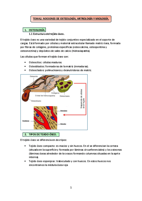 Miniatura del documento TEMA-2.-Nociones-de-osteologia-artrologia-y-miologia.pdf