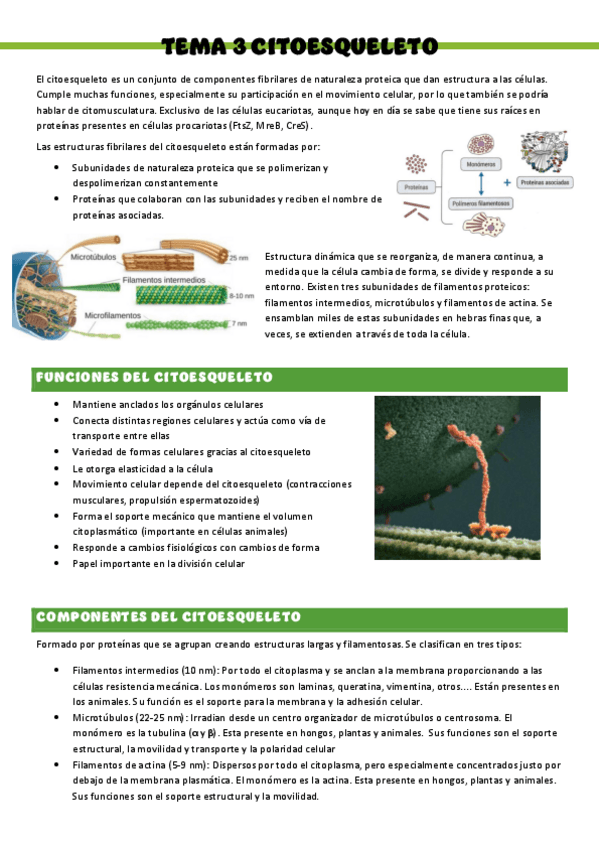 Miniatura del documento Biologia-T3..-Citoesqueleto.pdf