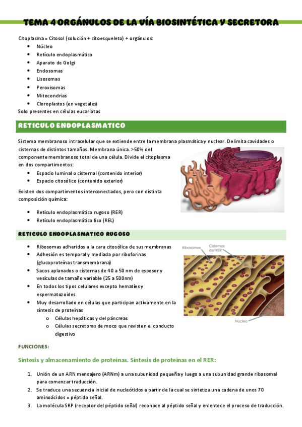 Miniatura del documento Biologia-T4..-Organulos-de-la-via-biosintetica-y-secretora.pdf