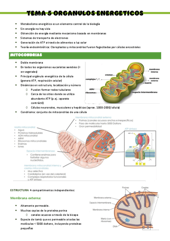 Miniatura del documento Biologia-T5..-Organulos-energeticos.pdf