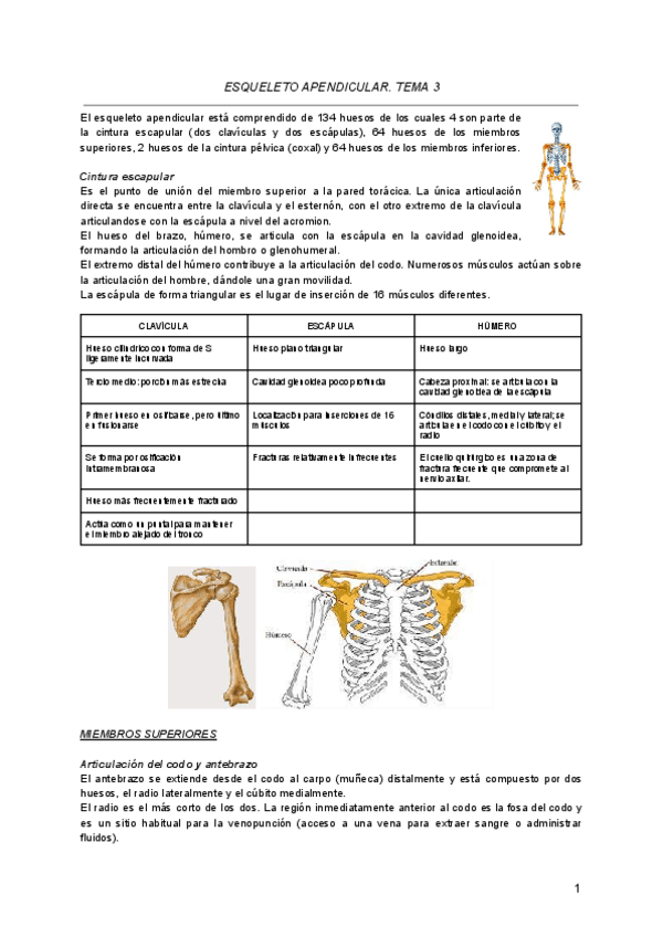 Miniatura del documento Tema-3.-ESQUELETO-APENDICULAR..pdf