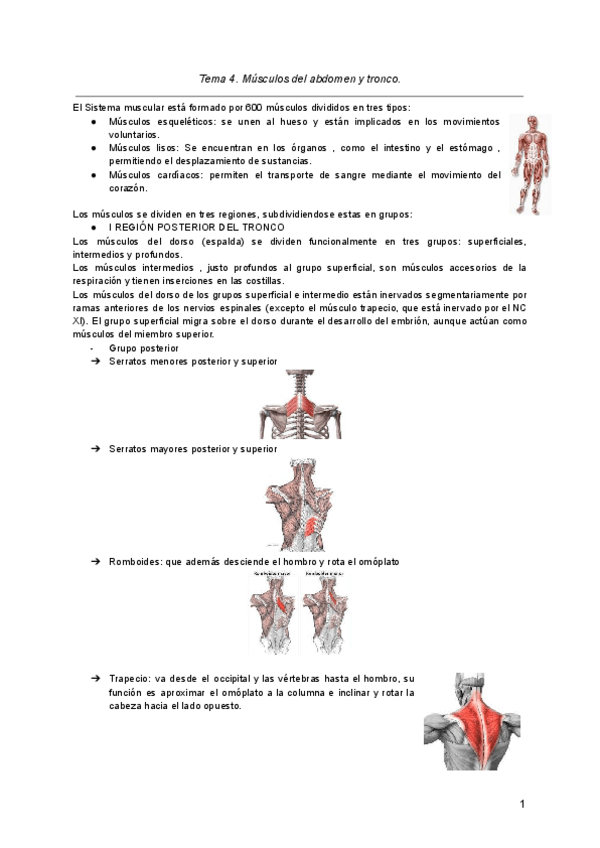 Miniatura del documento Tema-4.-Musculos-del-abdomen-y-tronco-1.pdf