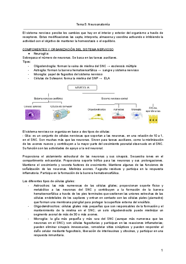 Miniatura del documento Tema-5-Neuroanatomia.pdf