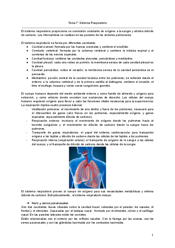 Miniatura del documento Tema-7-Sistema-Respiratorio.pdf