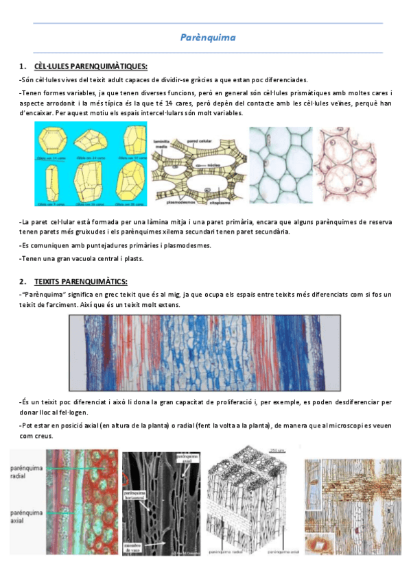 Miniatura del documento T12-Parenquima.pdf