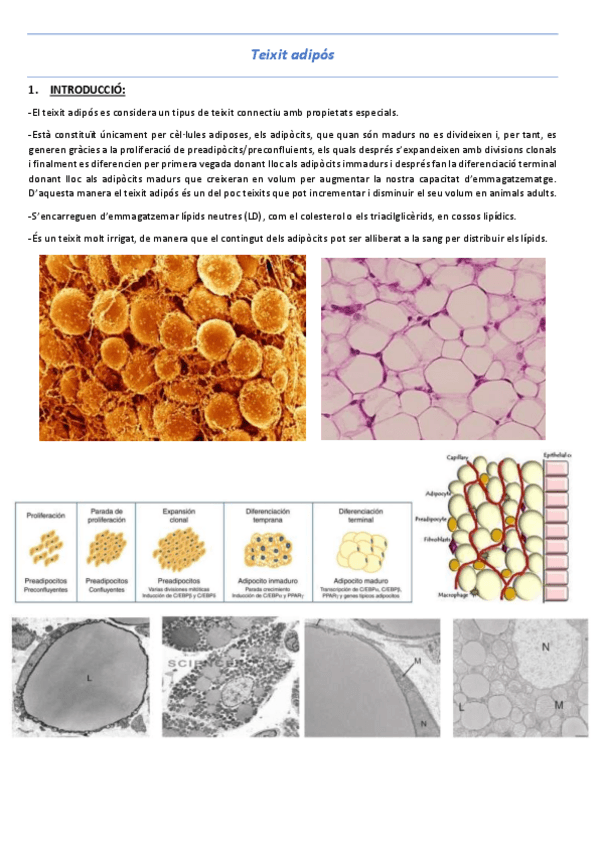 Miniatura del documento T4-Teixit-adipos.pdf