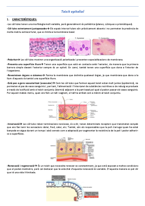 Miniatura del documento T2-Teixit-epitelial.pdf