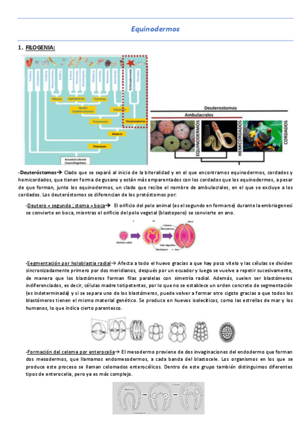Miniatura del documento T14-Equinodermos.pdf