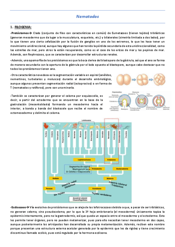 Miniatura del documento T13-Nematodos.pdf