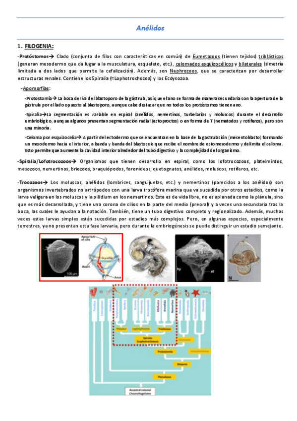 Miniatura del documento T12-Anelidos.pdf