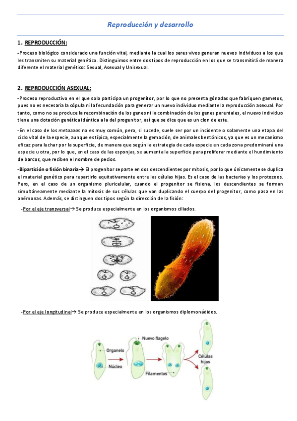 Miniatura del documento T5-Reproduccion-y-desarrollo.pdf