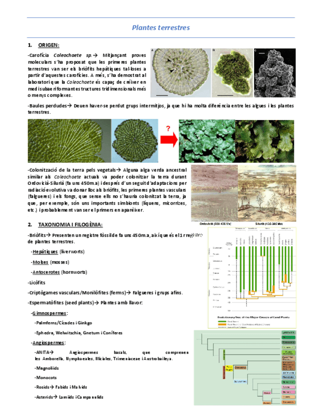 Miniatura del documento T13-Plantes-terrestres.pdf