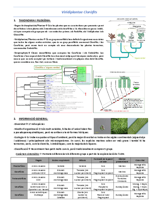Miniatura del documento T12-Viridiplantae-Clorofits.pdf