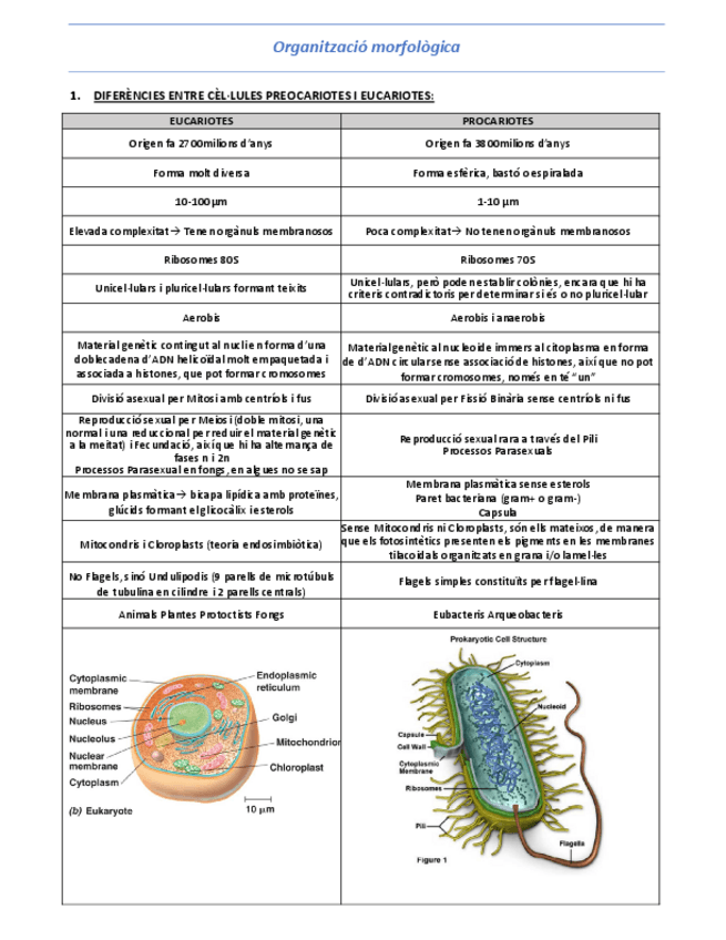 Miniatura del documento T3-Organitzacio-morfologica.pdf