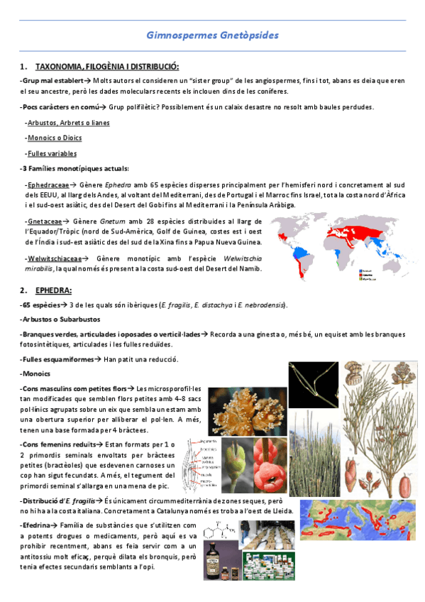 Miniatura del documento T24-Gimnospermes-Gnetopsides.pdf