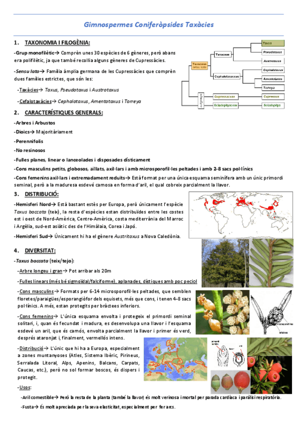 Miniatura del documento T23.2-Gimnospermes-Coniferopsides-Taxacies.pdf