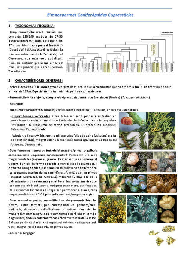 Miniatura del documento T23-Gimnospermes-Coniferopsides-Cupressacies.pdf