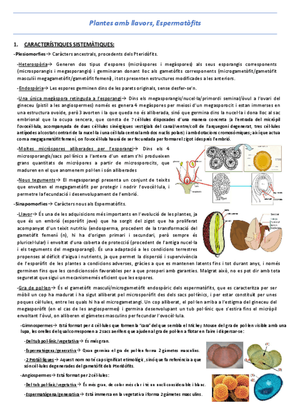 Miniatura del documento T20-Plantes-amb-llavors-Espermatofits.pdf