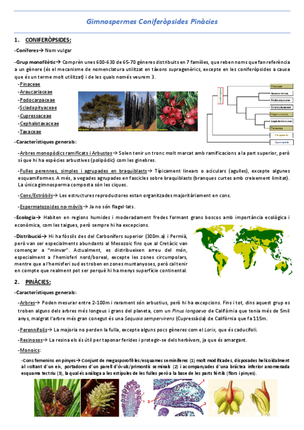 Miniatura del documento T22-Gimnosfermes-Coniferopsides-Pinacies.pdf