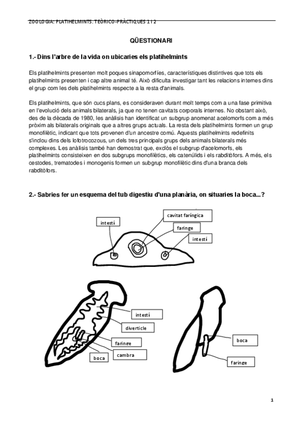 Miniatura del documento Platihelmints.-Questionari-de-lalumne.pdf