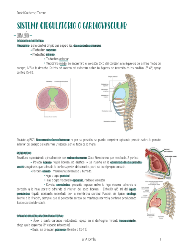 Miniatura del documento ANATOMIA-SISTEMACIRCULATORIOLINFATICO.pdf