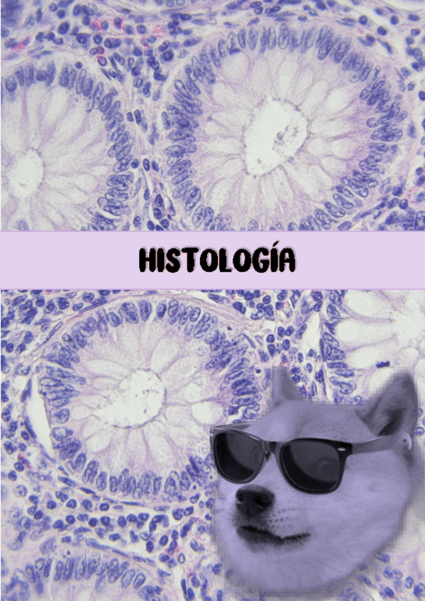 Miniatura del documento HISTOLOGIA-introduccion-y-tej-epitelial-completo.pdf