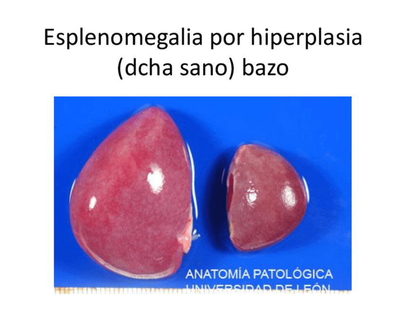 Miniatura del documento 246 Imágenes Primer parcial.pdf