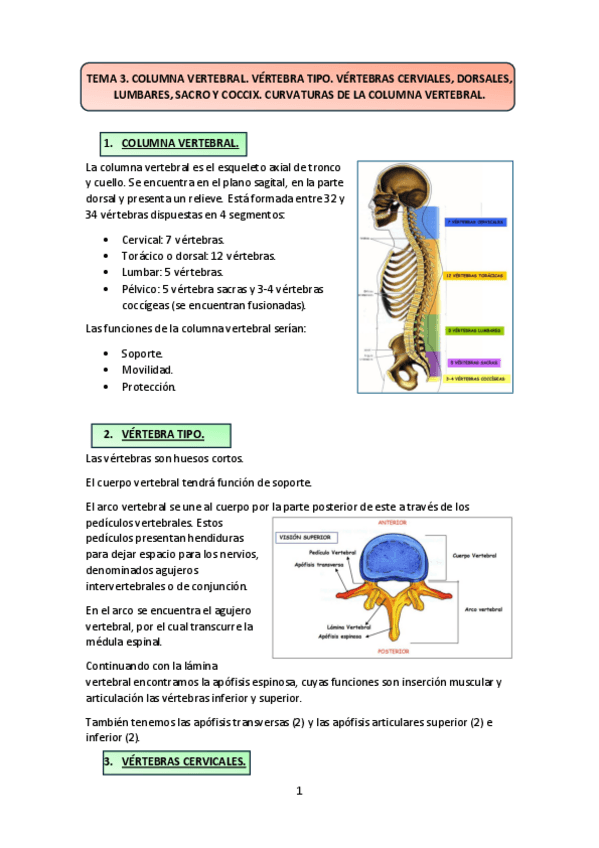 Miniatura del documento TEMA-3-y-4.-Columna-vertebral-vertebra-tipo-vertebras-cervicales-dorsales-lumbares-sacro-y-coccix-curvaturas-de-la-columna.pdf