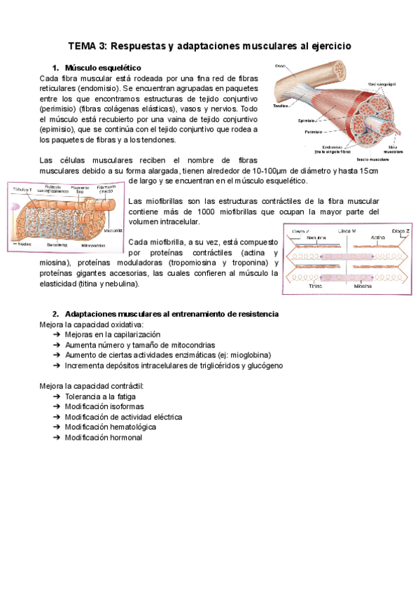 Miniatura del documento TEMA-3-Respuestas-y-adaptaciones-musculares-al-ejercicio.pdf