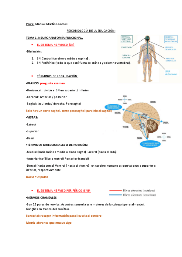 Miniatura del documento PSICOBIOLOGIA-EDUCACION-INFANTIL-MANUEL-MARTIN-LOECHES.pdf