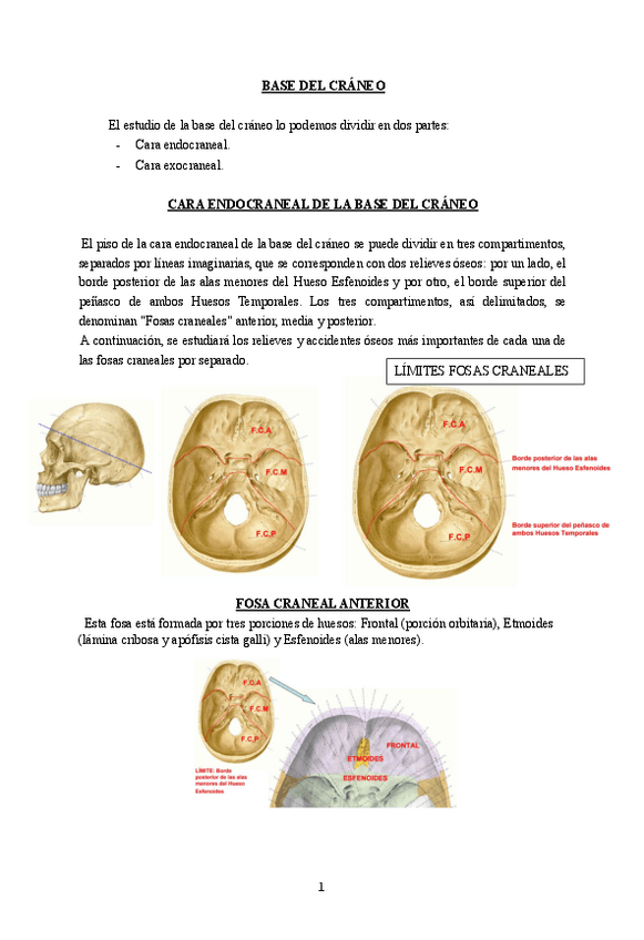 Miniatura del documento FOSASDELCRANEO.pdf