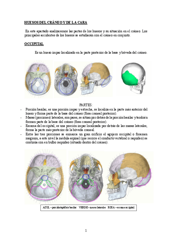Miniatura del documento HUESOS-DEL-CRANEO-Y-DE-LA-CARA.pdf