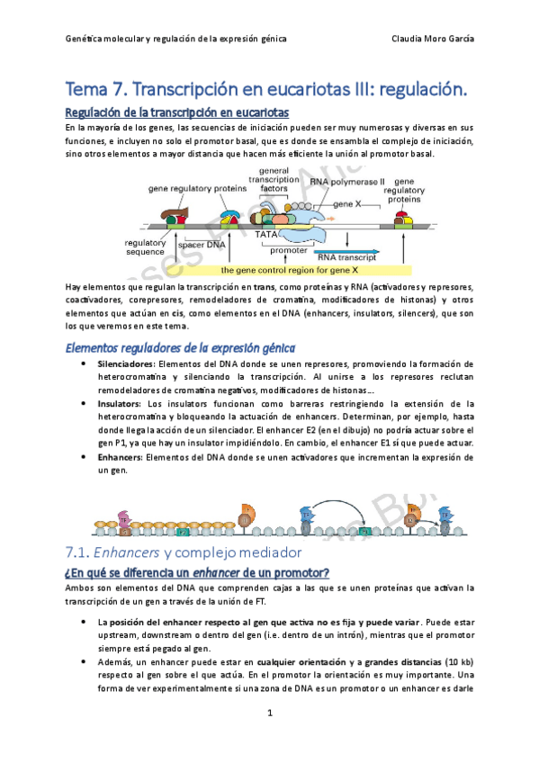 Miniatura del documento Tema-7.-Transcripcion-en-eucariotas-III.pdf