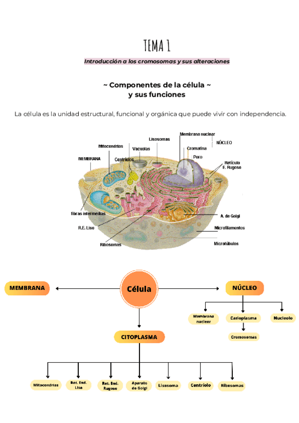 Miniatura del documento TEMA 1.pdf