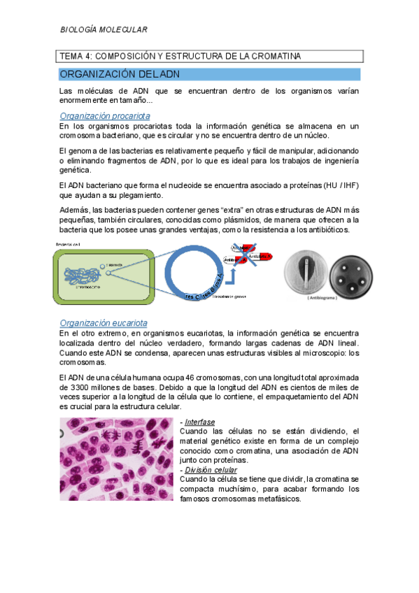 Miniatura del documento TEMA-4-composicion-y-estructura-de-la-cromatina.pdf