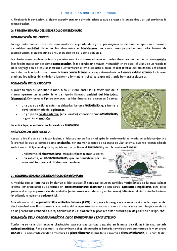 Miniatura del documento TEMA-5DesarrolloEmbrionario.pdf