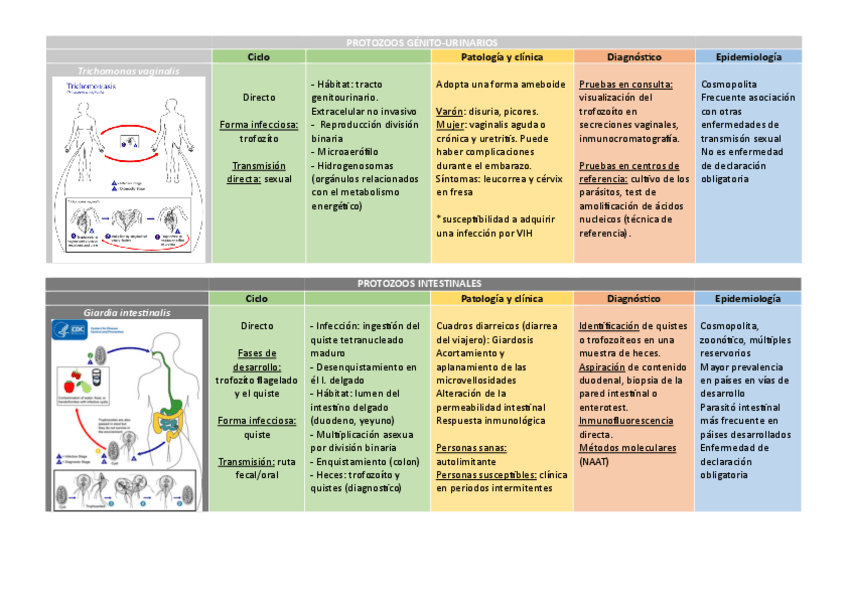 Miniatura del documento Esquemas-Parasitologia.pdf