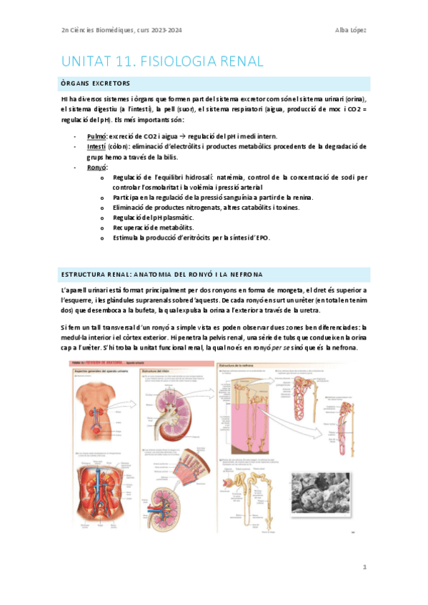 Miniatura del documento Tema-11.-Fisiologia-renal.pdf