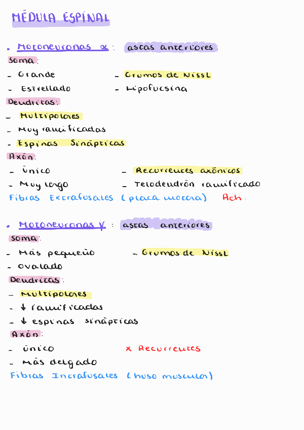 Miniatura del documento SISTEMA-NERVIOSO-CENTRAL.pdf