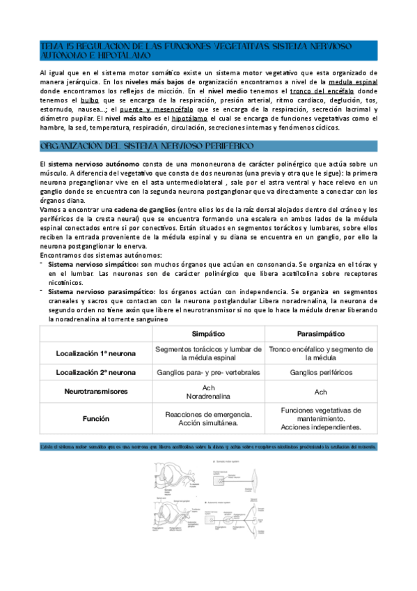 Miniatura del documento TEMA-15-REGULACION-DE-LAS-FUNCIONES-VEGETATIVAS.-SISTEMA-NERVIOSO-AUTONOMO-E-HIPOTALAMO.pdf