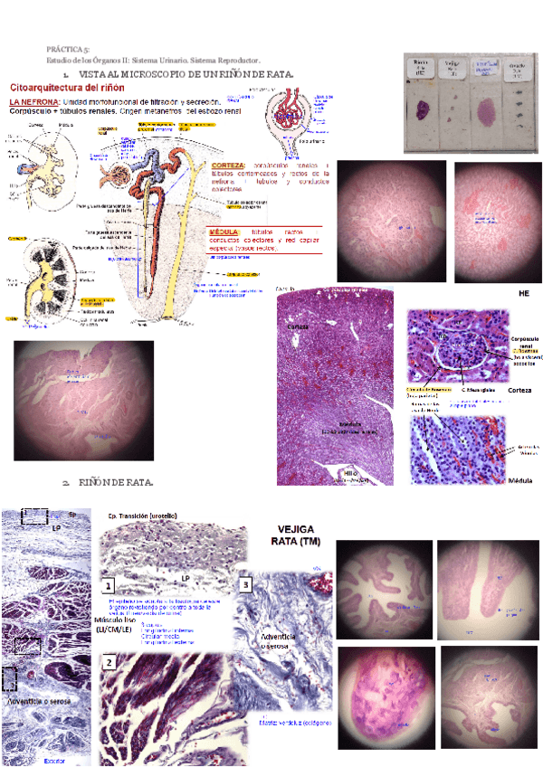 Miniatura del documento prac5.pdf