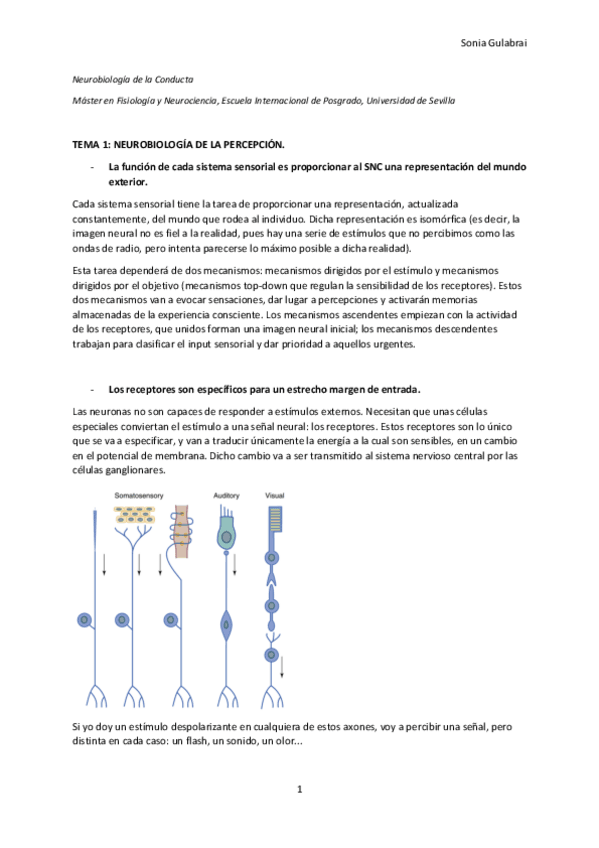 Miniatura del documento Tema-1.-Neurobiologia-de-la-percepcion.pdf