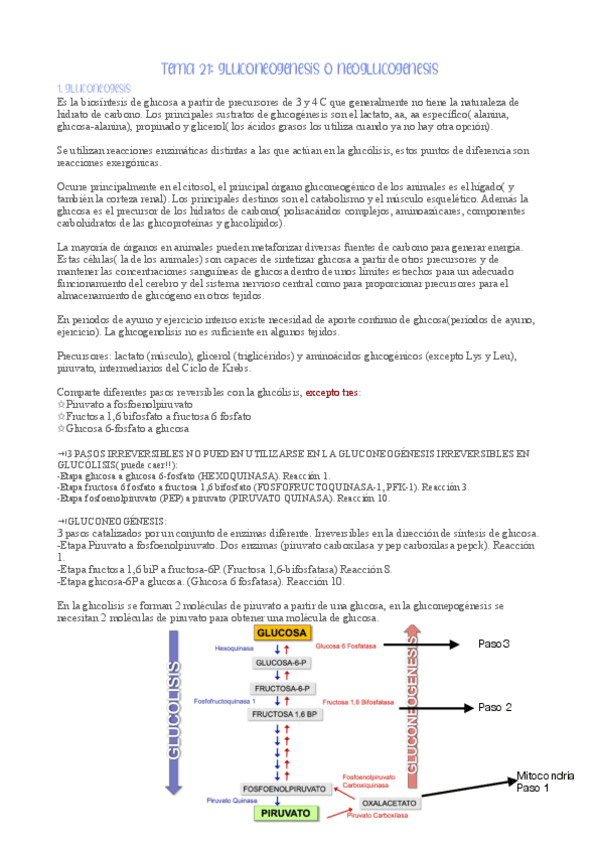 Miniatura del documento tema-21-gluconeogenesis-o-neoglucogenesis-bioquimica.pdf