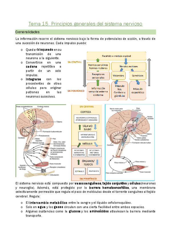 Miniatura del documento Tema-15.-Principios-generales-del-sistema-nervioso.pdf