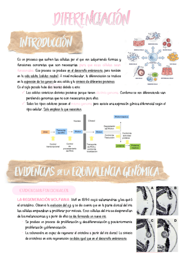Miniatura del documento 3.-Diferenciacion.pdf